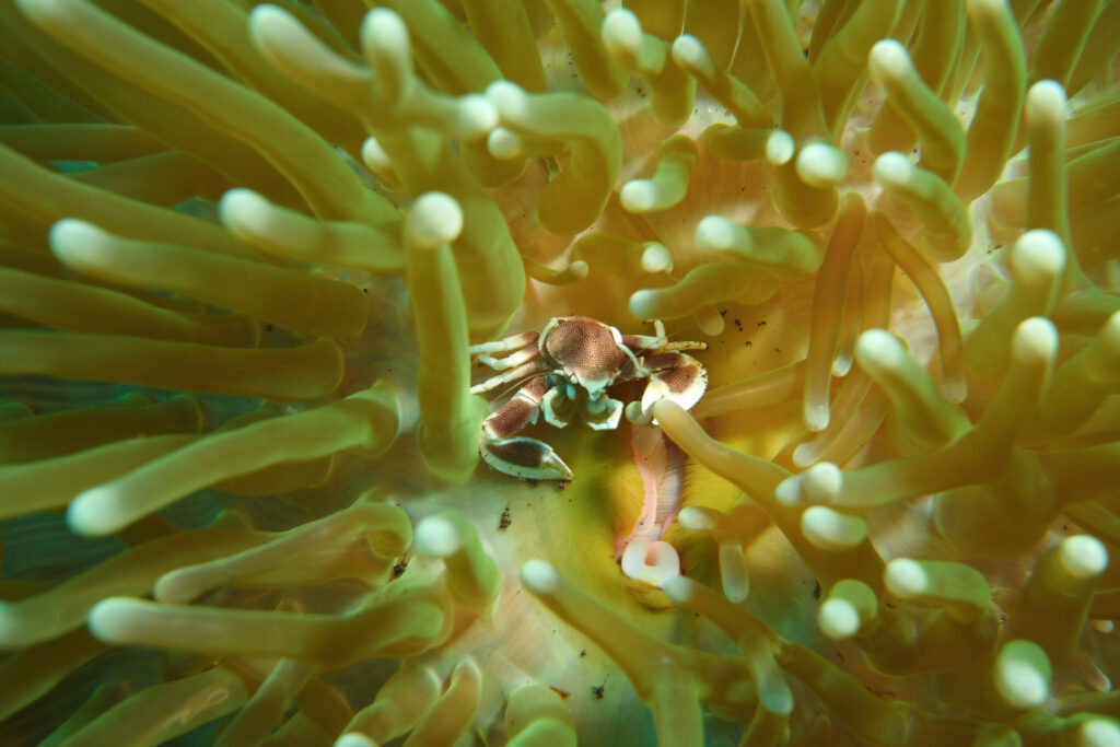 Krab in het koraal tijdens het duiken