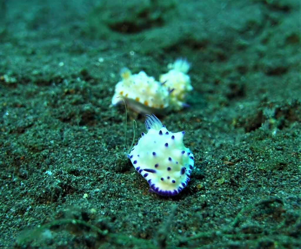 Nudibranch tijdens het duiken