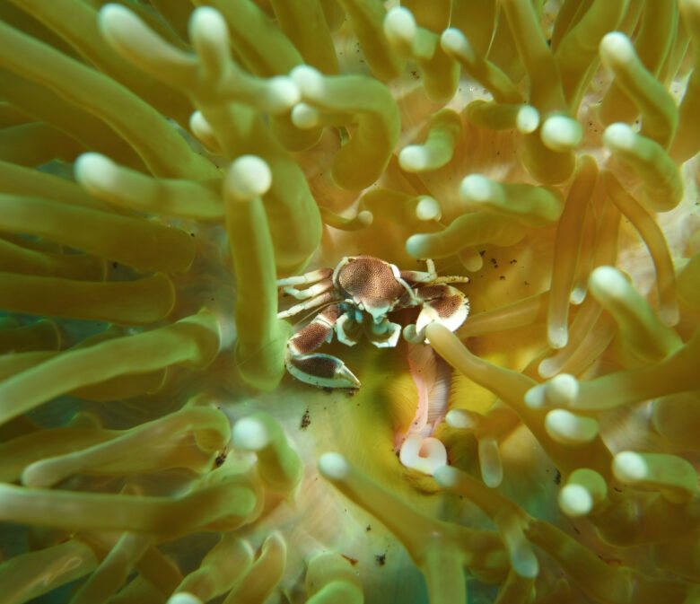 Krab in het koraal tijdens het duiken