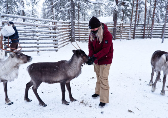 Rendierboederij Fins Lapland Äkäslompolo