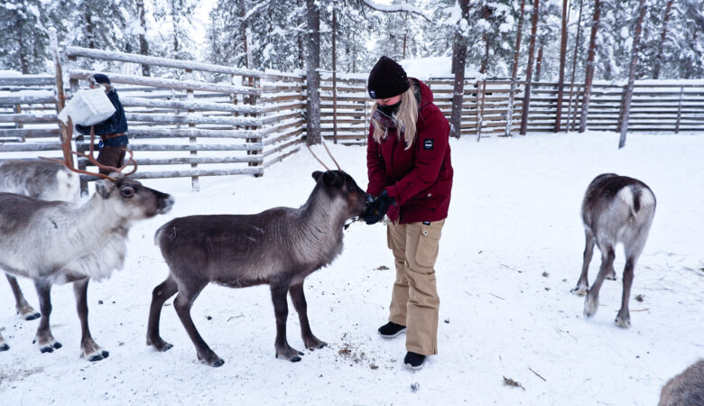 Rendierboederij Fins Lapland Äkäslompolo